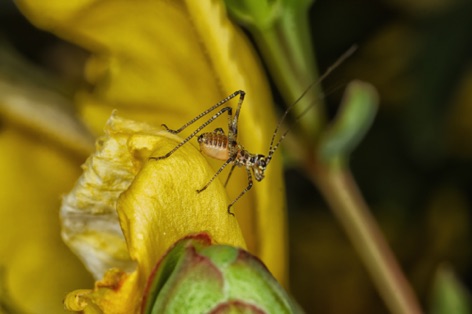 Neanide di Phaneroptera